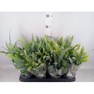 Phlebodium aureum 'Blue Star'