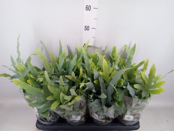 <h4>Phlebodium aureum 'Blue Star'</h4>