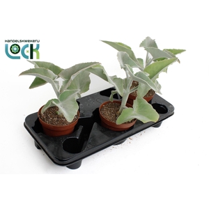 Kalanchoe beharensis