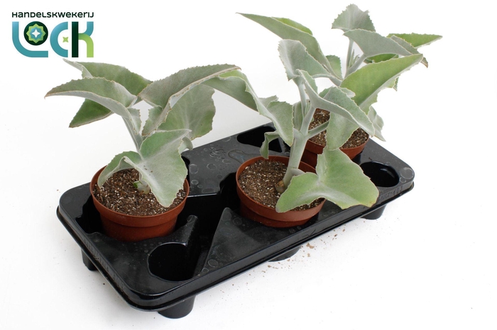 <h4>Kalanchoe beharensis</h4>