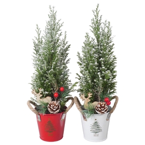 PTK25174 Ellwoodii met sneeuw in zink mix met decoratie