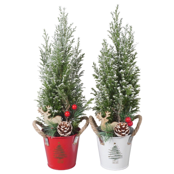 <h4>PTK25174 Ellwoodii met sneeuw in zink mix met decoratie</h4>