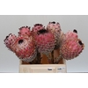 Protea Barbigera No leaves