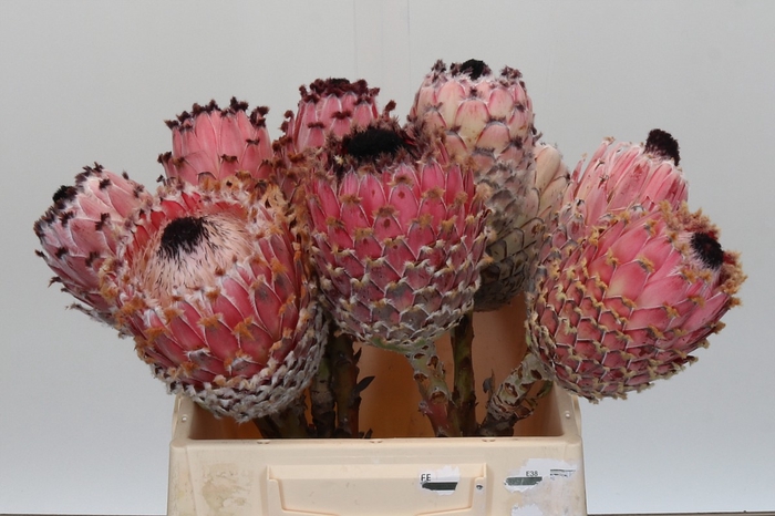 Protea Barbigera No leaves