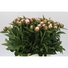 Paeonia Shirley Temple
