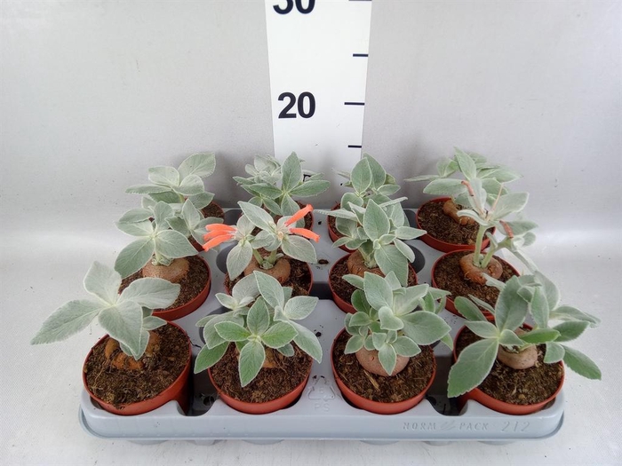 <h4>Cactus   ...</h4>