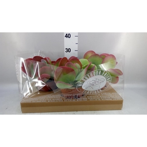 Kalanchoe NF thyrsiflora
