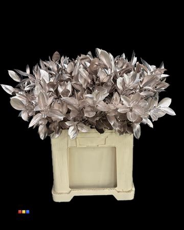 Ruscus Rose Gold