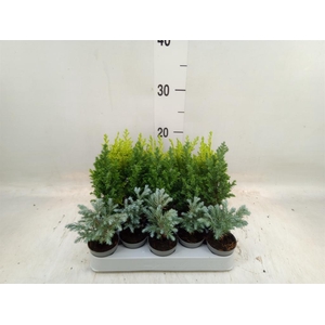 Chamaecyparis  'Woody World'  ..mix