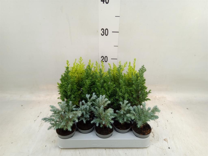 <h4>Chamaecyparis  'Woody World'  ..mix</h4>