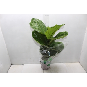 FICUS LYRATA P17