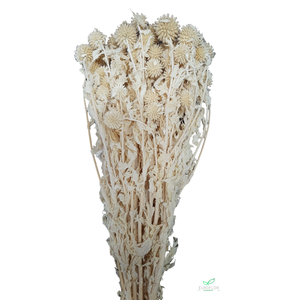 DRIED FLOWERS - ECHINOPS PREPARED BLEACHED