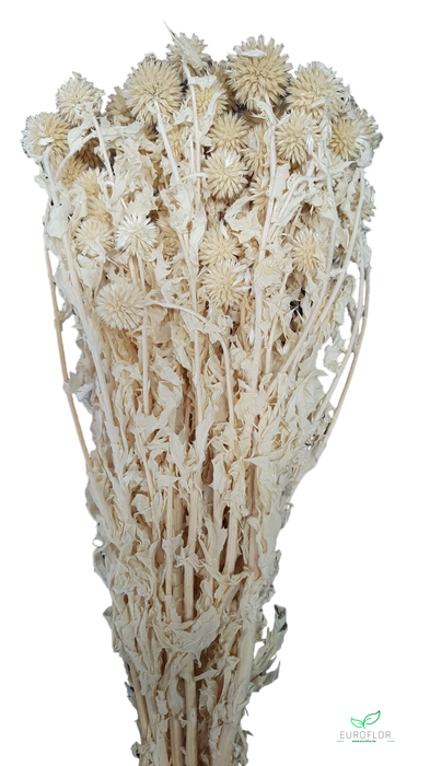 DRIED FLOWERS - ECHINOPS PREPARED BLEACHED
