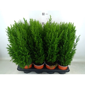 Chamaecyparis laws. 'Ellwoodii'