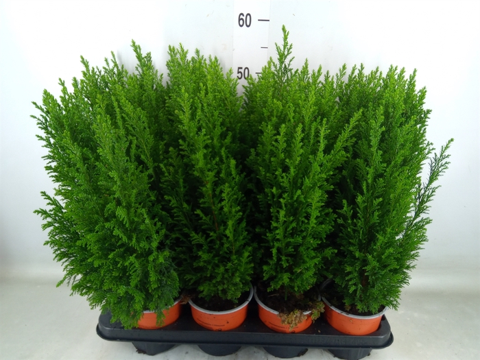 <h4>Chamaecyparis laws. 'Ellwoodii'</h4>