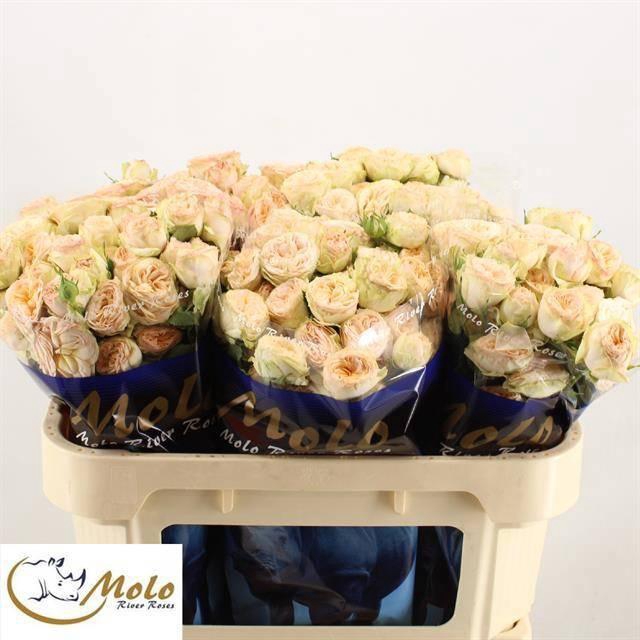 <h4>R TR GEN TRENDSETTER</h4>