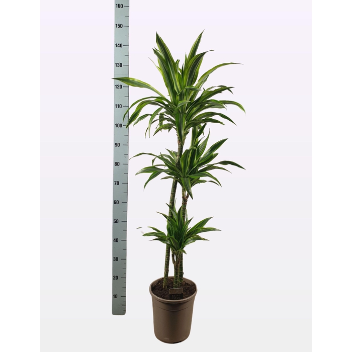 <h4>DRA DE LEMON LIME</h4>