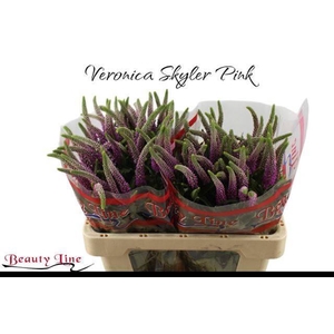 VERON L SKYLER PINK