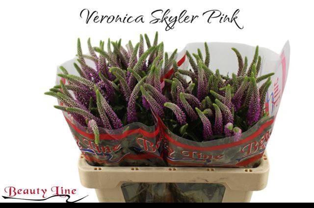 <h4>VERON L SKYLER PINK</h4>