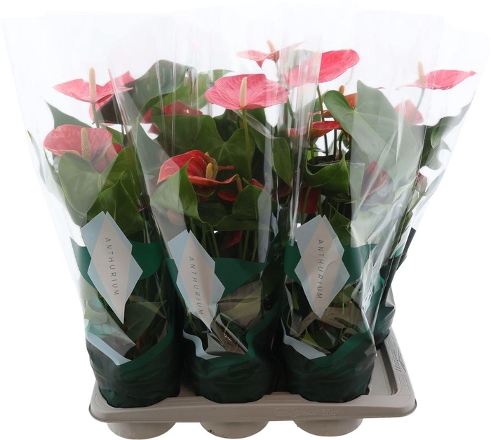 <h4>Anthu An Colorado</h4>