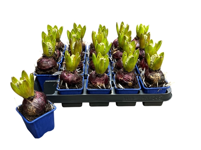 <h4>HYACIN BLUE STAR</h4>