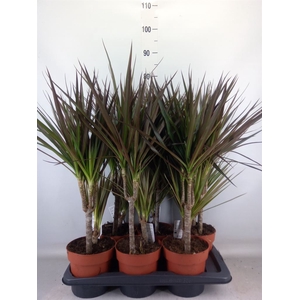 Dracaena marg.   ..mix 2