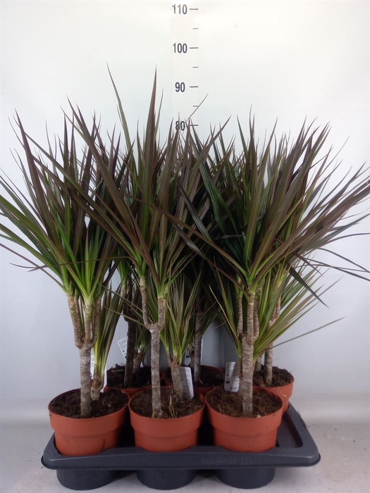 <h4>Dracaena marg.   ..mix 2</h4>