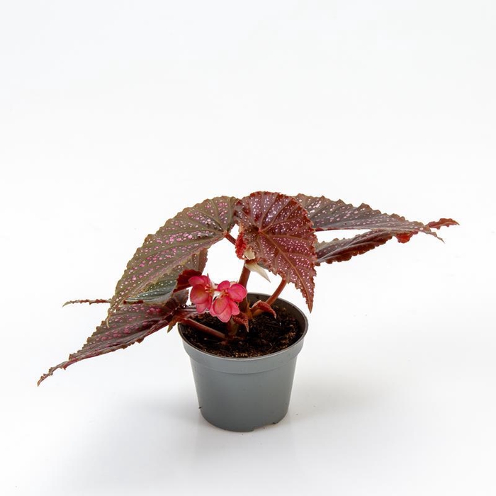 <h4>BEGONIA MACULATA P6 PINK SPOT</h4>