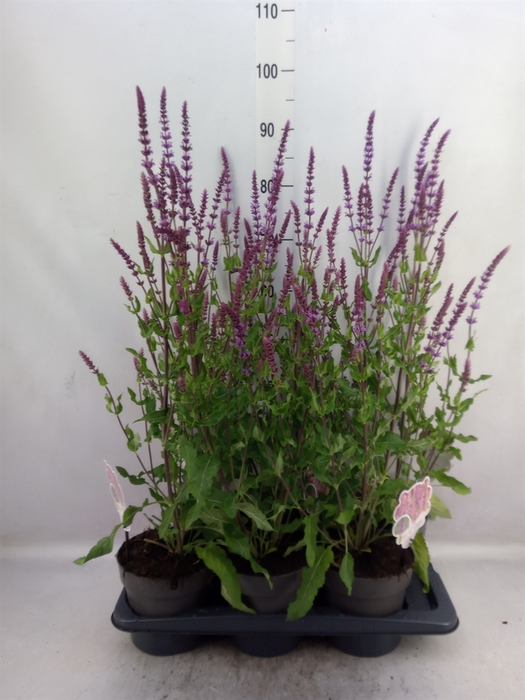 <h4>Salvia nemorosa 'Amethyst'</h4>