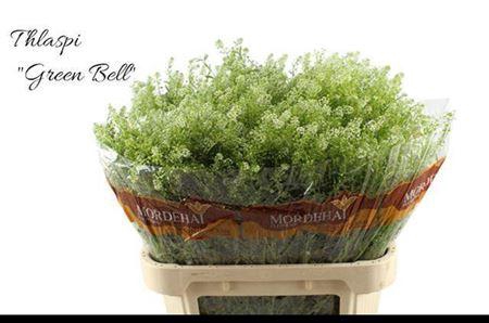 <h4>Lep Ru Green Bell</h4>