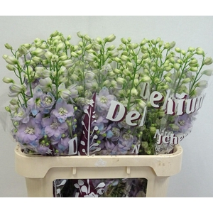 DELPH DU DEW LAV SMI