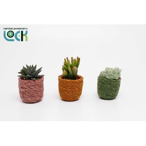 Succulenten mix in Stef Rotan Mix