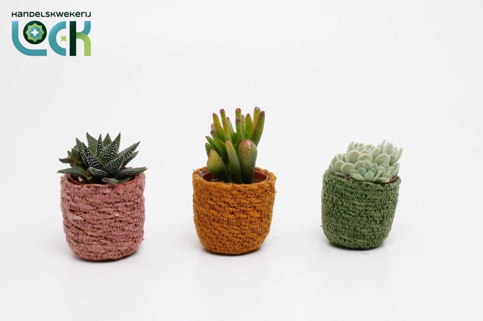 <h4>Succulenten mix in Stef Rotan Mix</h4>