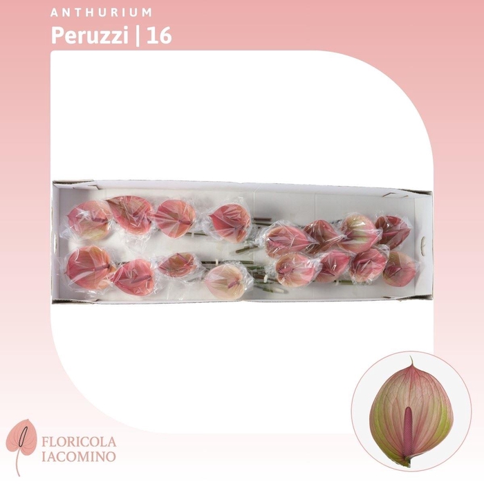 <h4>Anthurium Peruzzi</h4>