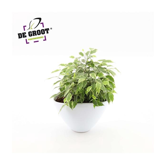<h4>Arrangement ficus kinky in enveloppot</h4>