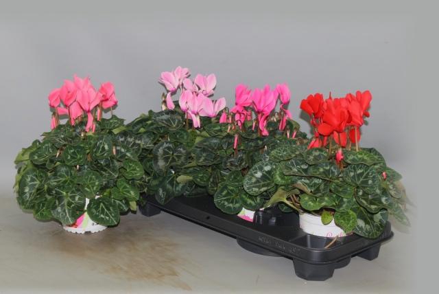 <h4>CYCL GR SUP XL</h4>