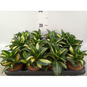 Sansevieria trifa. 'Hahnii'