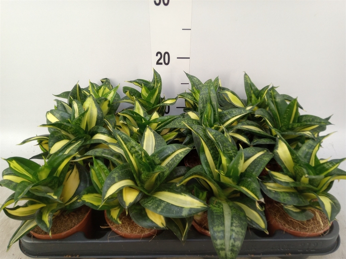 <h4>Sansevieria trifa. 'Hahnii'</h4>