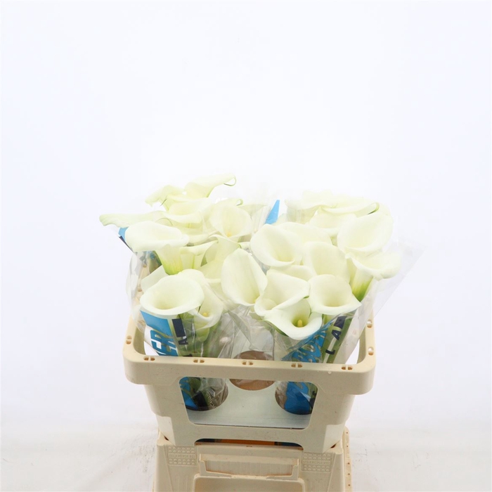 <h4>Calla White Art</h4>