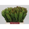 Leucadendron Goldstrike