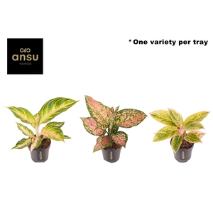 Aglaonema Pink Surprise Tray