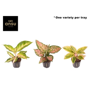 Aglaonema Pink Surprise Tray