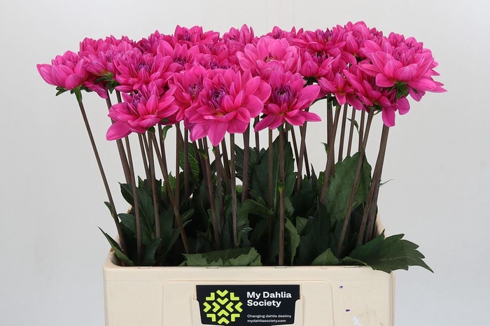 <h4>Dahlia DE 'Onesta'</h4>