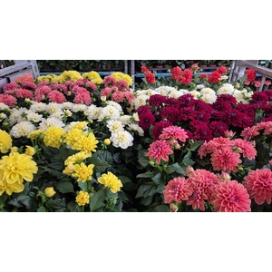 DAHLIA MIXK 5 KL
