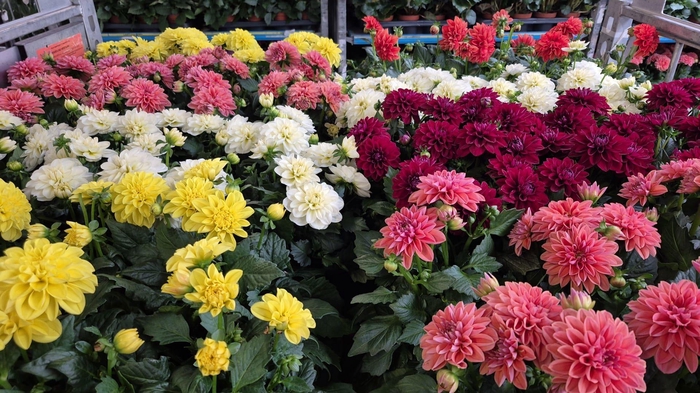 <h4>DAHLIA MIXK 5 KL</h4>