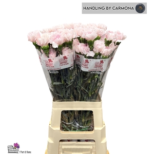 DI ST BRIDAL DAMASCU