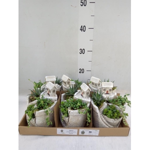 Arr.   Kamerplant Groen L%