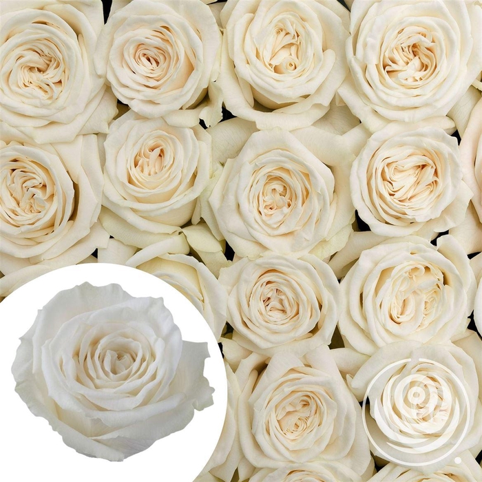 <h4>R Eq Playa Blanca By Box</h4>