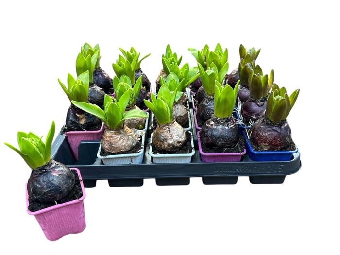 <h4>HYACIN ORIENTAL GEM</h4>