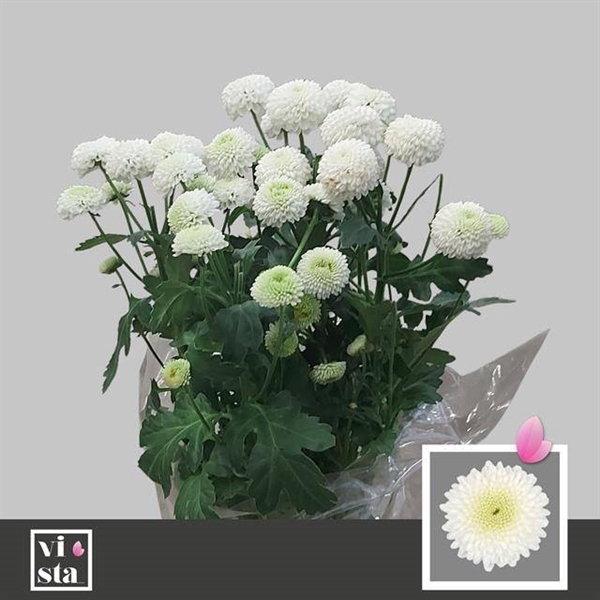 <h4>CHR T NEWTON</h4>